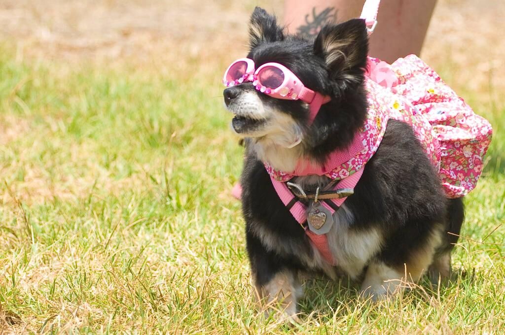 pooch parade Happs